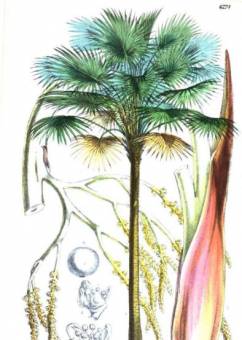Cabbage Tree Palm